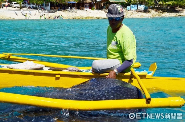 菲律賓oslob鯨鯊村（圖／記者陳姿吟攝）