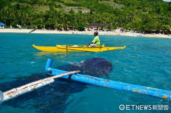 菲律賓oslob鯨鯊村（圖／記者陳姿吟攝）