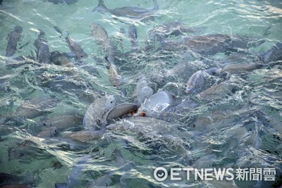 潛水教練險被龍王鯛咬掉一塊肉！憂心「魚吃人」噩夢正成真