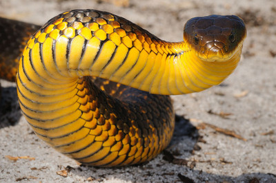 毒到1000萬年沒換過配方！「澳洲虎蛇毒液」煉出地表最強血清