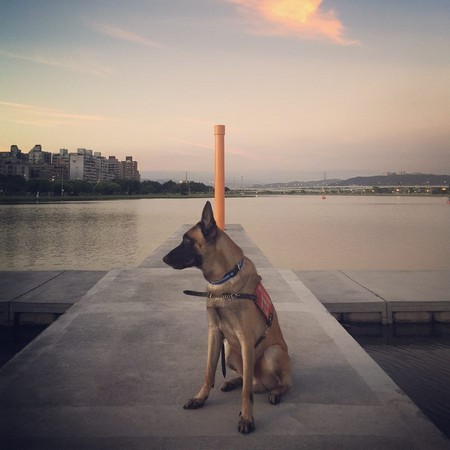 ▲▼新北市警犬隊小淘。（圖／翻攝自IG shou_tou_wan_wan）