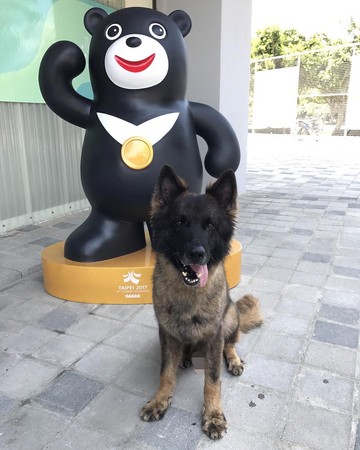 ▲▼新北市警犬隊Idol，協助世大運維安。（圖／翻攝自IG policedogidol）