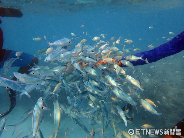 ▲▼潛水教練險被龍王鯛咬掉一塊肉！憂心「魚吃人」噩夢正成真。（圖／顏孝真授權使用，請勿隨意翻拍）　海底　餵魚　珊瑚礁　魚群　潛水　龍王鯛