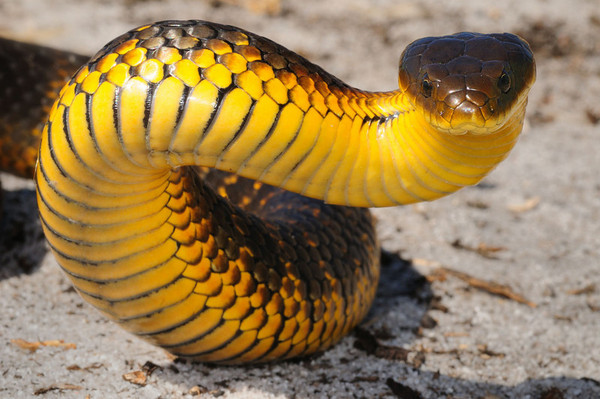 毒到1000萬年沒換過配方！「澳洲虎蛇毒液」煉出地表最強血清。(圖／取自Gizmodo)