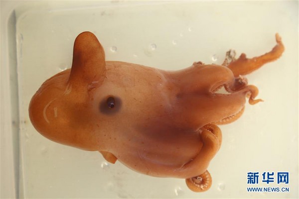 「科學號」下潛1200米深海，發現稀有橘色煙灰蛸屬章魚。（圖／翻攝自新華網）