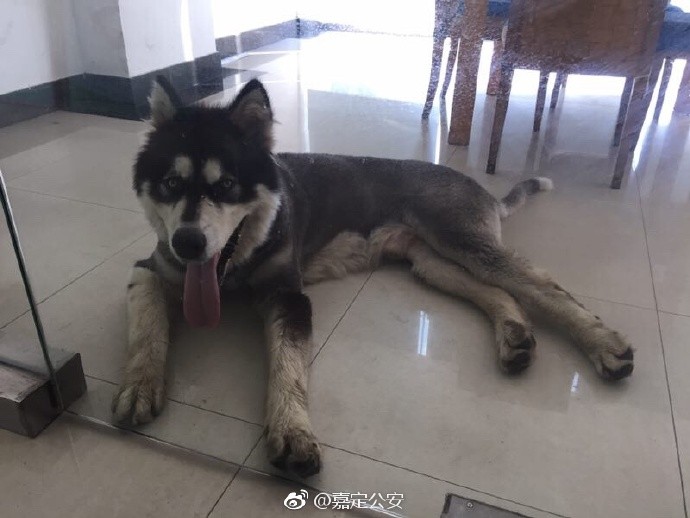 ▲▼上海一隻阿拉斯加犬走失，被民警帶回。（圖／取自嘉定公安微博）