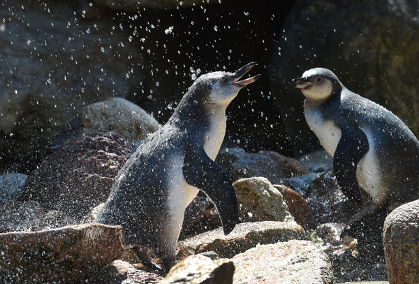 ▲洪氏環企鵝、漢波德企鵝（Humboldt penguin）。（圖／達志影像）