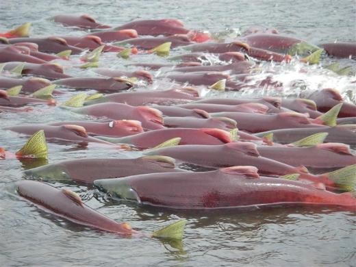 ▲▼ 加拿大30萬隻養殖鮭魚逃入太平洋。（圖／路透社／示意圖）