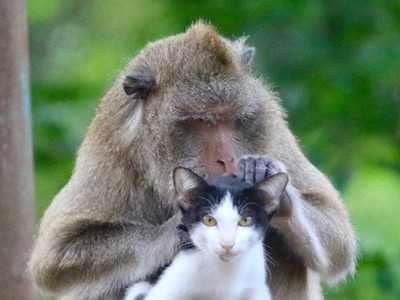 軟禁供人拍照，泰獼猴身心受創　浪貓闖地盤成為心靈導師