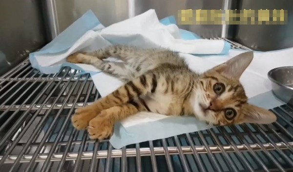 媽媽死了...路過阿伯幫埋葬 嘉義小虎斑守墳3天等到脫水(圖/翻攝自嘉義市動物守護協會 - apacc粉絲專頁)