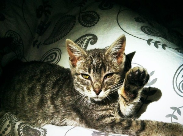 6個月小貓才剛到新家...大狗狗被帶壞 一起佔據主人床(圖/翻攝自imgur:Titaniumchic13)