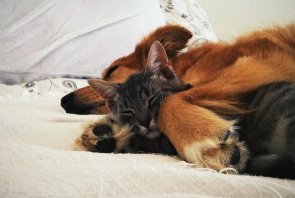 6個月小貓才剛到新家...大狗狗被帶壞 一起佔據主人床(圖/翻攝自imgur:Titaniumchic13)