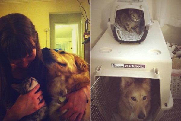 6個月小貓才剛到新家...大狗狗被帶壞 一起佔據主人床(圖/翻攝自imgur:Titaniumchic13)