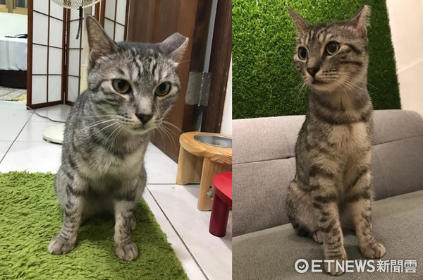 ▲只是去買瓶水...撒嬌主子望著車衣癡等:把拔快點回來啦。(圖/網友劉沛臻授權提供)