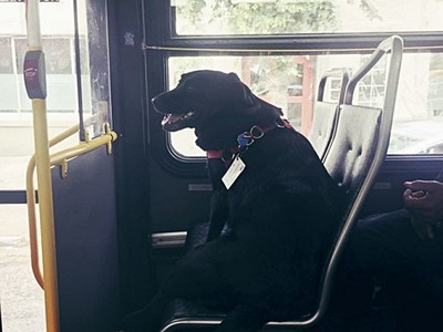 拉布拉多每天「獨自搭公車」到最愛公園♥　最初契機是一根菸