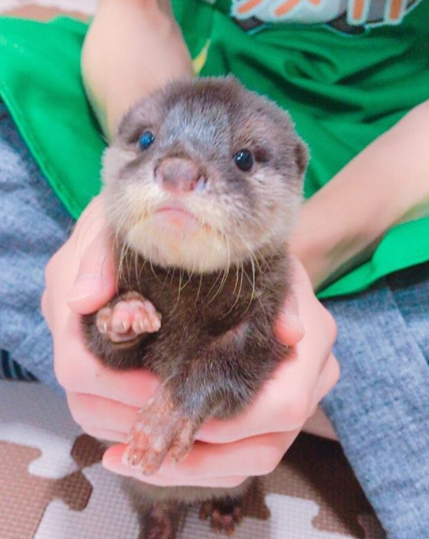 異國動物專門店（圖／網路翻拍）https://www.instagram.com/kotsumate/