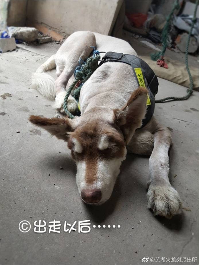 警察訓練浪浪成警犬，無奈天資不足降為看門狗，網：阿拉斯加雪橇犬不意外（圖／翻拍微博@蕪湖火龍崗派出所）