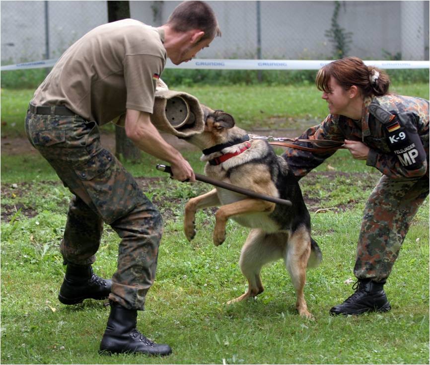 警察訓練浪浪成警犬，無奈天資不足降為看門狗，網：阿拉斯加雪橇犬不意外（圖／wikimedia）