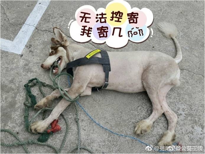 警察訓練浪浪成警犬，無奈天資不足降為看門狗，網：阿拉斯加雪橇犬不意外（圖／翻拍微博@蕪湖火龍崗派出所）