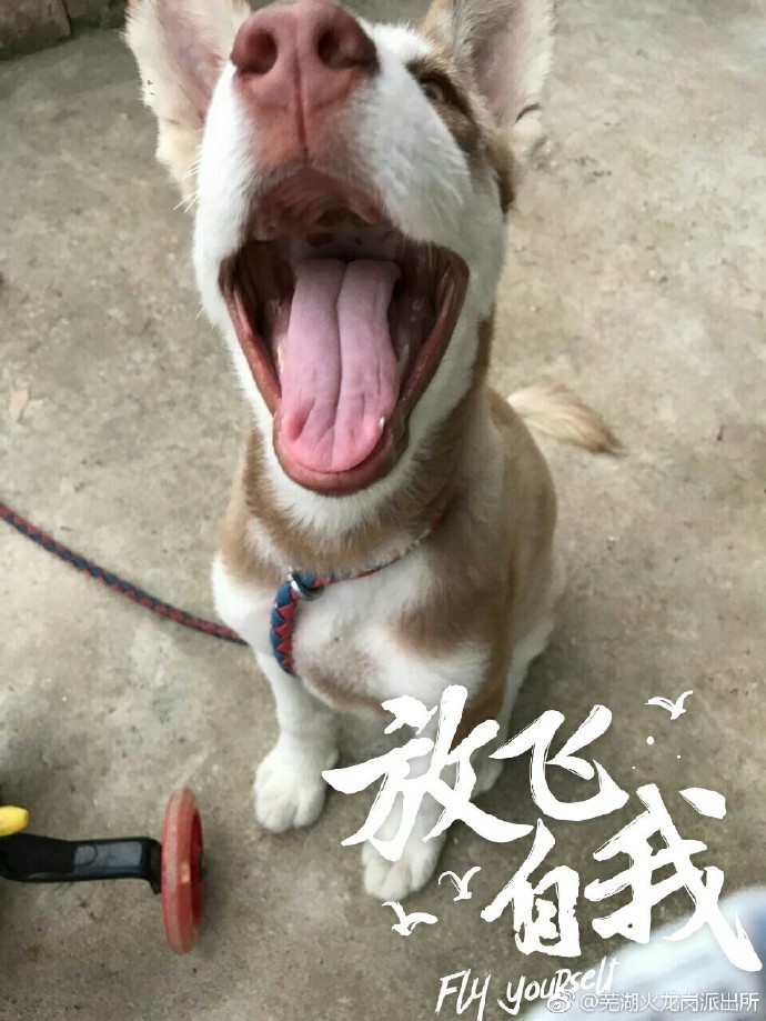 警察訓練浪浪成警犬，無奈天資不足降為看門狗，網：阿拉斯加雪橇犬不意外（圖／翻拍微博@蕪湖火龍崗派出所）