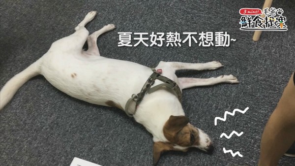 調理機快速料理~白藍地活力UP↑冰沙(圖/毛起來 MaoUp)