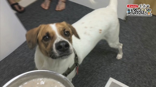 調理機快速料理~白藍地活力UP↑冰沙(圖/毛起來 MaoUp)