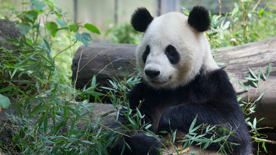 暑假結束=學生自殺高峰期，上野動物園：來找動物取暖吧！