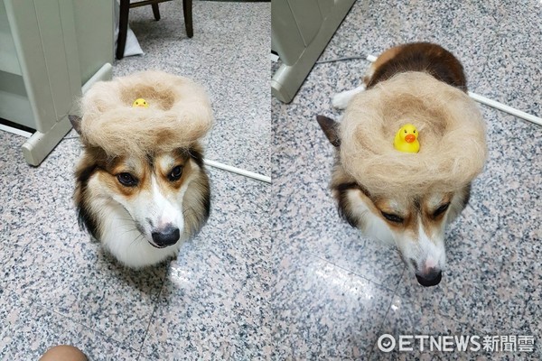 ▲毛多到變「鳥巢」 柯基犬Pogi無奈頂鴨鴨:就換毛咩~。(圖/網友陳琦提供,請勿隨意翻拍,以免侵權。)