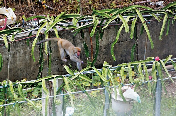 即使農民養狗顧果園，獼猴仍然不怕，照樣跳上棚架上啃食火龍果。