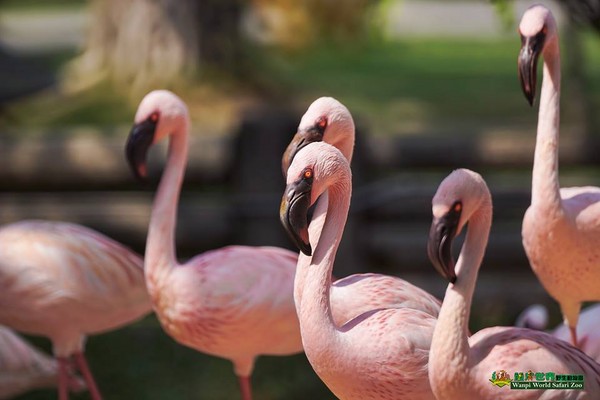 ▲頑皮世界野生動物園。（圖／頑皮世界野生動物園粉專授權引用，以免侵權，下同。）