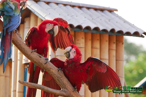 ▲頑皮世界野生動物園。（圖／頑皮世界野生動物園粉專授權引用，以免侵權，下同。）