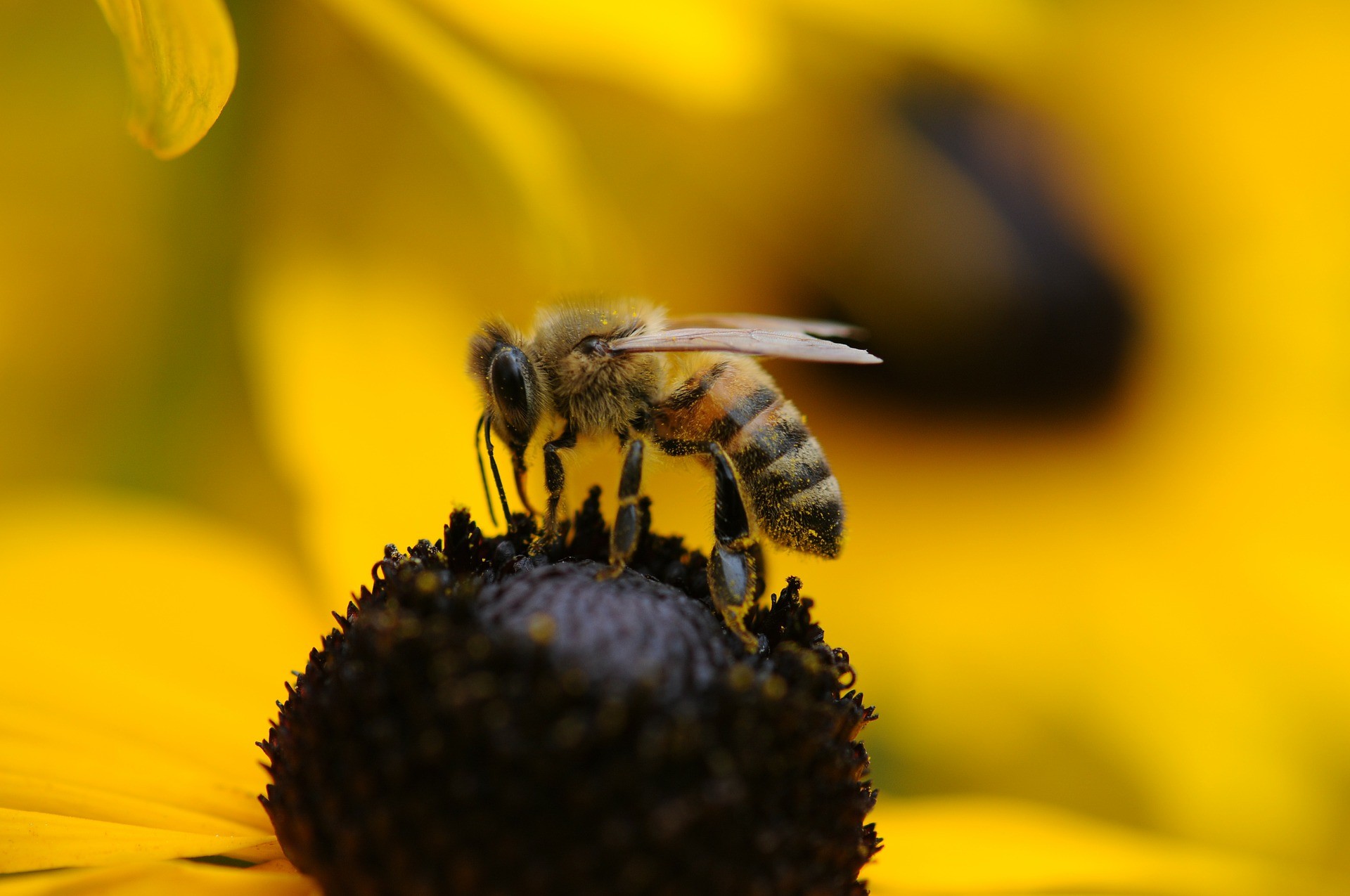 ▲▼ 蜜蜂,bee（圖／翻攝自pixbay）