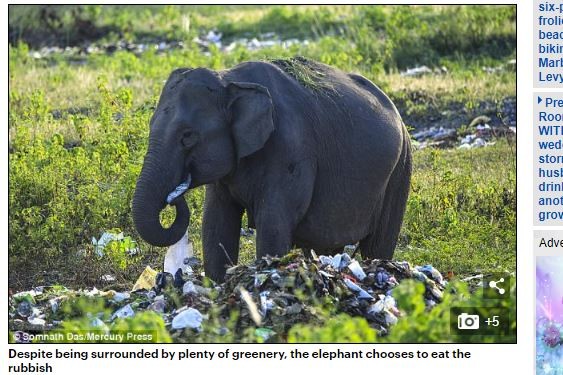 ▼大象餓到吃塑膠袋。（圖／翻攝自每日郵報）