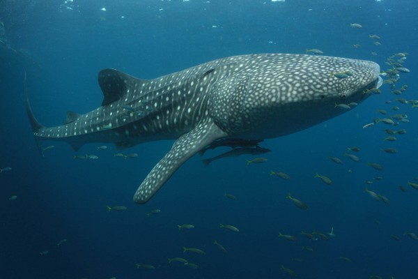 ▲▼ 成年鯨鯊約有40英尺長、41000磅重，但其實牠們相當溫馴。（圖／達志影像）