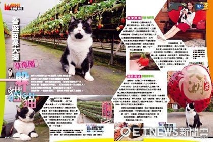 ▲賓士貓「咪咪」是隻旅行貓，跟著主人在台灣趴趴走。（圖／粉專《咪咪Mimi》提供，請勿隨意翻拍，以免侵權。）