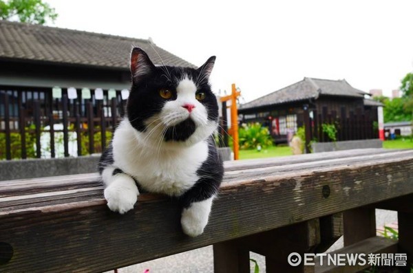 ▲賓士貓「咪咪」是隻旅行貓，跟著主人在台灣趴趴走。（圖／粉專《咪咪Mimi》提供，請勿隨意翻拍，以免侵權。）