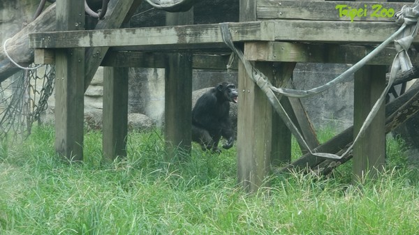 ▲▼黑猩猩「莎莉」意外脫逃已自行回家。（圖／台北市立動物園）