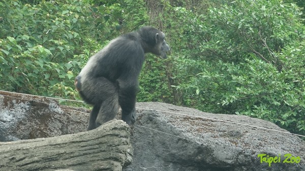 ▲▼黑猩猩「莎莉」意外脫逃已自行回家。（圖／台北市立動物園）
