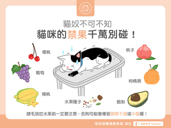 貓奴不可不知-貓咪的禁果千萬別碰!(圖/毛起來 MaoUp)