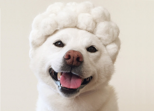 白柴「Sana」戴「100%自產狗毛氈帽」，變身捲髮歐巴桑。（圖／翻攝自Instagram@uminoriharu。）