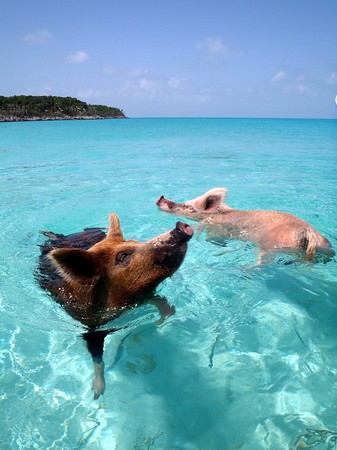 ▲巴哈馬豬海灘。（圖／翻攝自維基百科）
