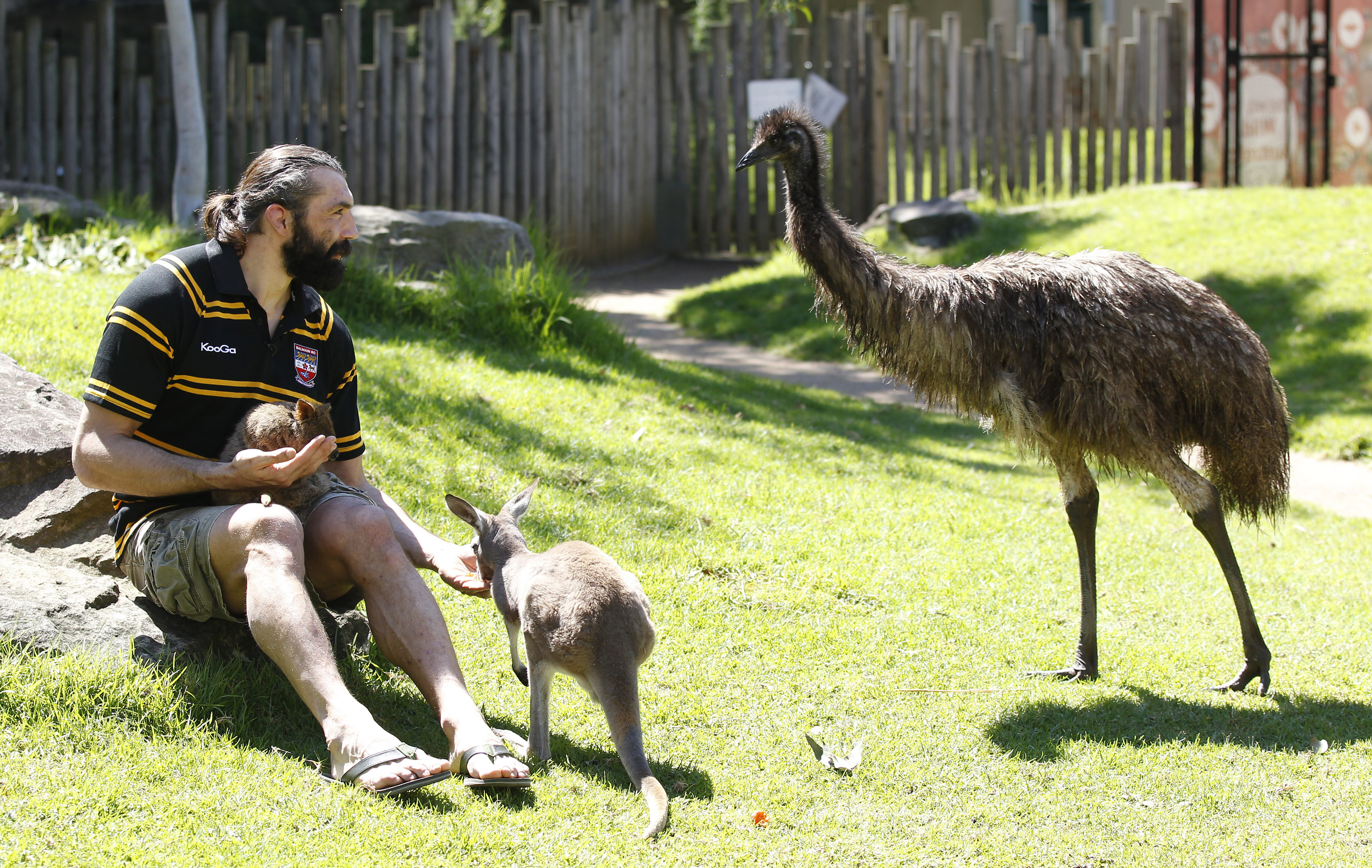 ▲澳洲袋鼠，澳洲鴕鳥，鴯鶓（Emu）。（圖／路透社）