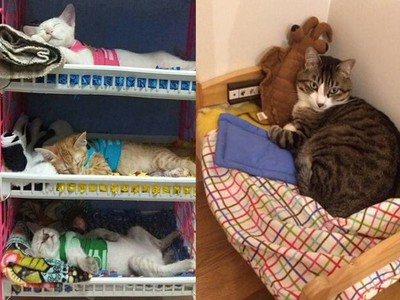 三胎貓 VS. 獨生貓的差別！塑膠架當床鋪　一層一隻睡翻天