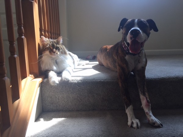 狗狗黛西1歲換4主人。(圖/翻攝自gofundme/Rosie Ahlberg)