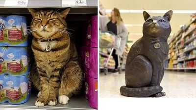 永遠坐鎮商場！「超市貓」離世當天使，粉絲募16萬做紀念銅像