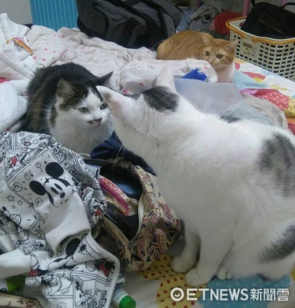 澳洲喵「墨魚麵」熬過兩年磨合、被排擠，終於和台灣貓相擁、互舔。（圖／網友OREO授權。）