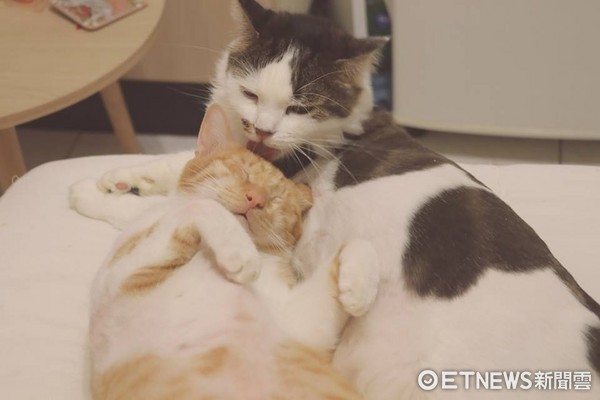 澳洲喵「墨魚麵」熬過兩年磨合、被排擠，終於和台灣貓相擁、互舔。（圖／網友OREO授權。）