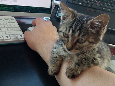 奴才不給睡鍵盤，小貓無奈趴手臂：只好攻佔這了喵