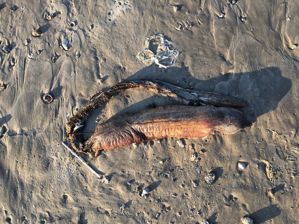 ▲▼德州岸邊出現一口尖牙的怪生物屍體。（圖／翻攝自推特preetalina）
