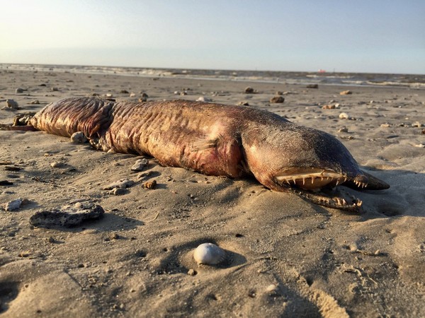 ▲▼德州岸邊出現一口尖牙的怪生物屍體。（圖／翻攝自推特preetalina）